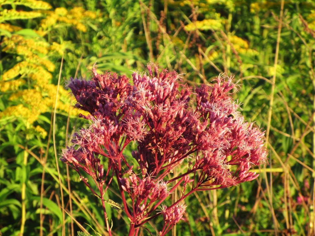 Photo: Pink