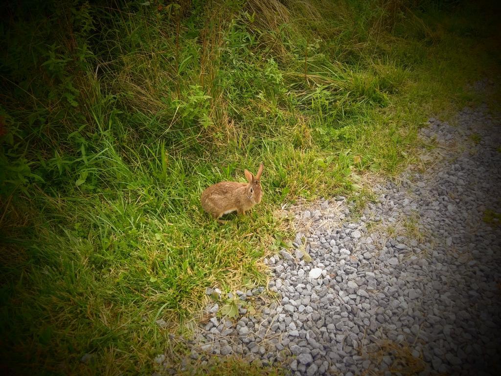 Photo: Rabbit 🐰