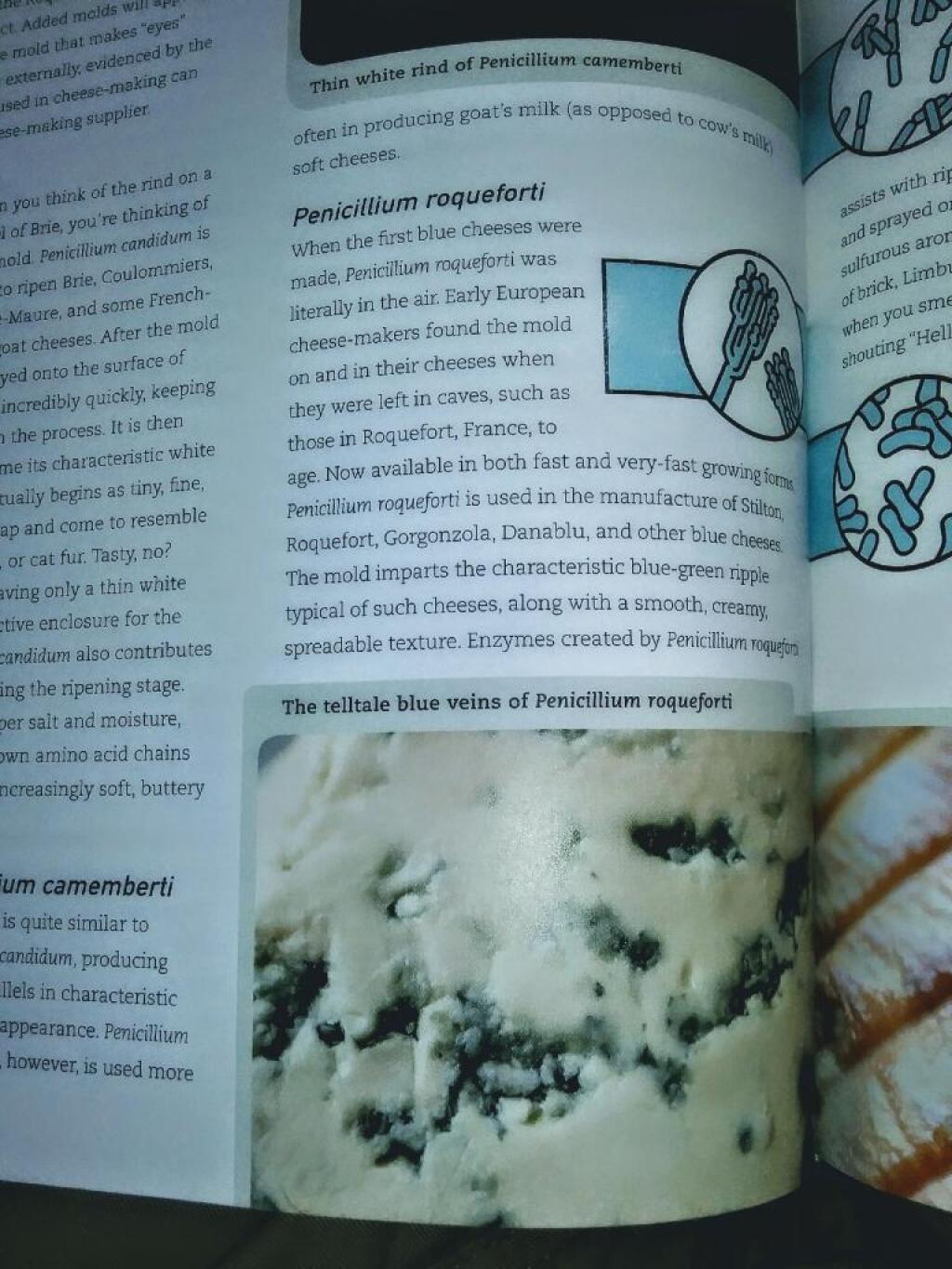 Photo: Reading about moldy cheese 🧀 Photo: Reading about moldy cheese 🧀