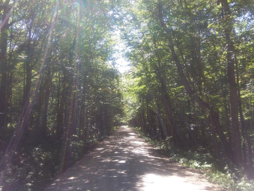 Photo: Forest Road 71 Earlier