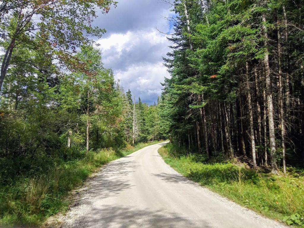 Photo: Walking along Forest Road 71