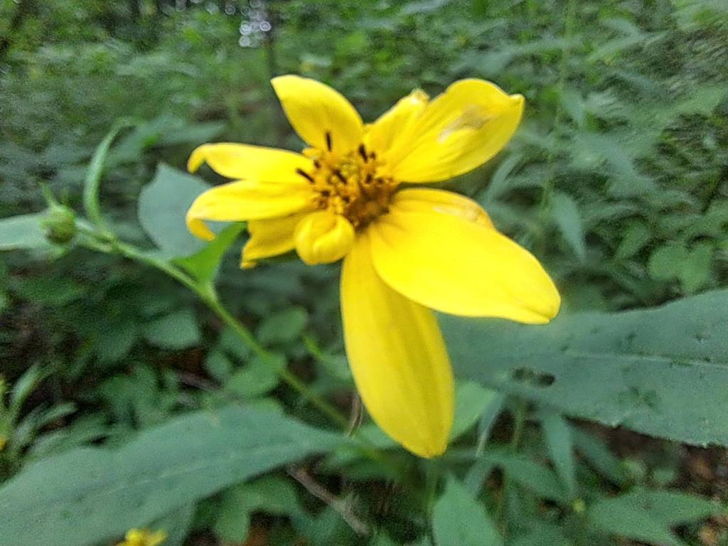 Photo: Woodland Sunflower [Expires August 16 2026]