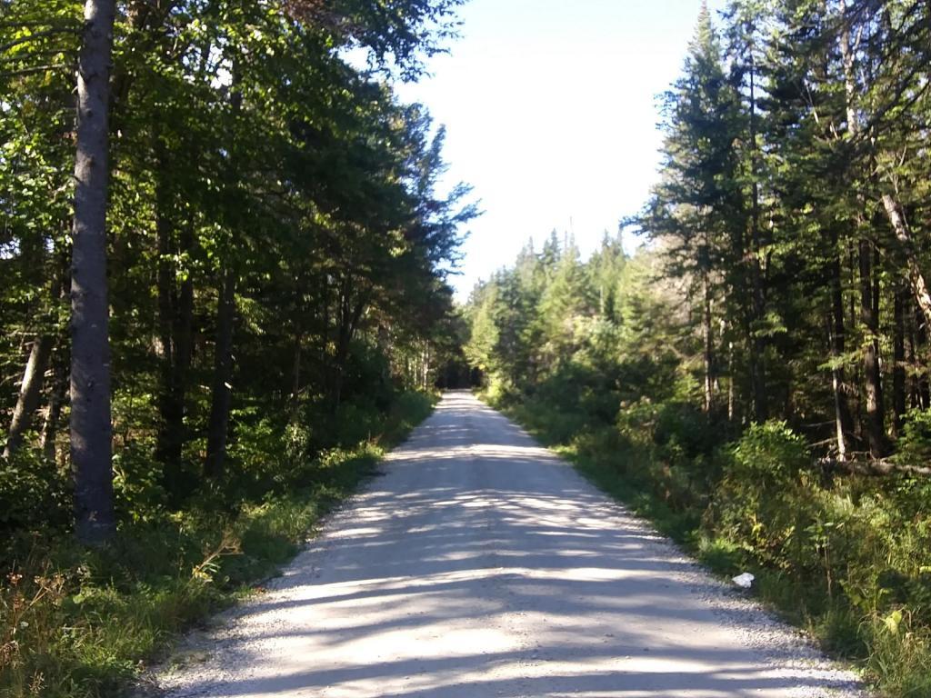 Photo: Walking along Forest Road 71 past the Old Growth Spruce