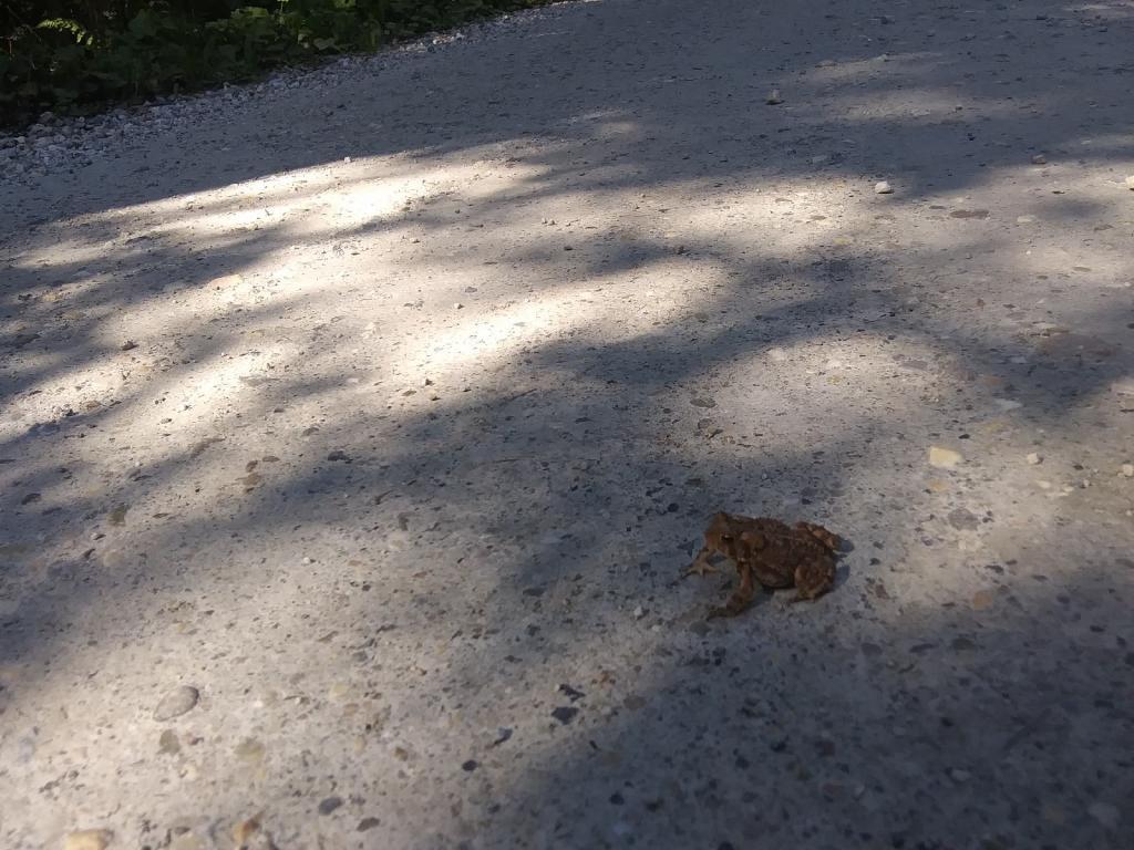 Photo: Froggy crosses the road 🐸 Photo: Froggy crosses the road 🐸