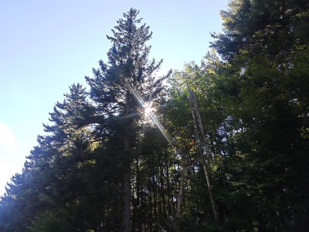 Photo: Afternoon sunshine Photo: Afternoon sunshine