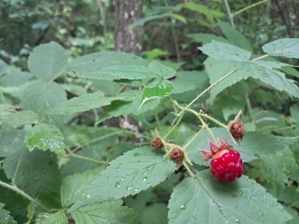 Photo: Raspberries [Expires August 16 2026]