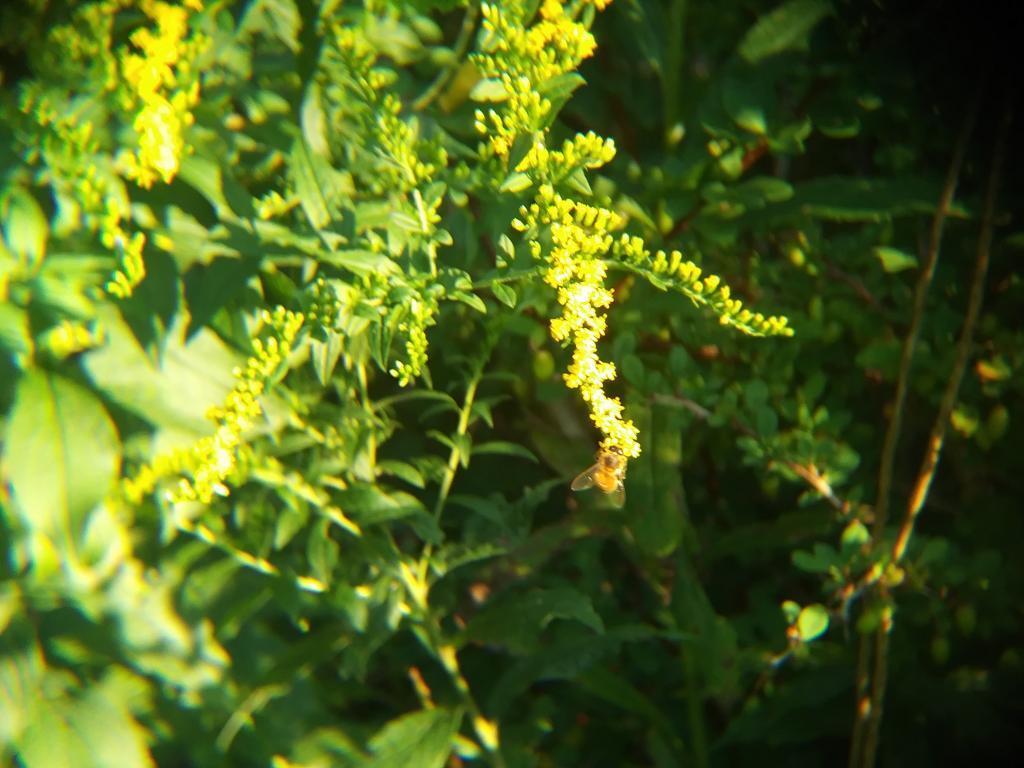 Photo: Bee 🐝 Photo: Bee 🐝
