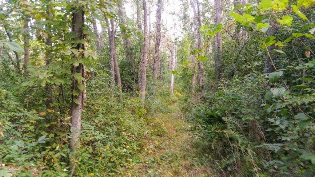 Photo: Trail well maintained Photo: Trail well maintained