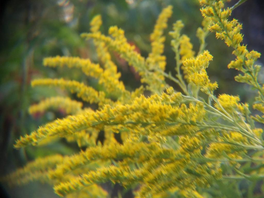 Photo: Golden Rod Photo: Golden Rod