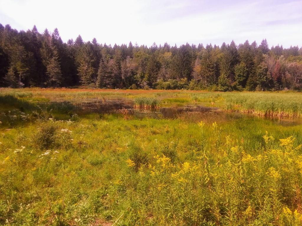 Photo: Pond