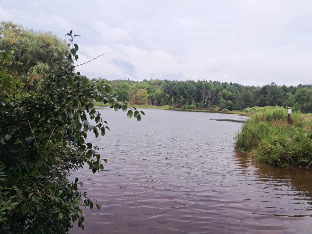 Photo: Foster Pond high due to the beaver 🦫 [Expires August 16 2026]