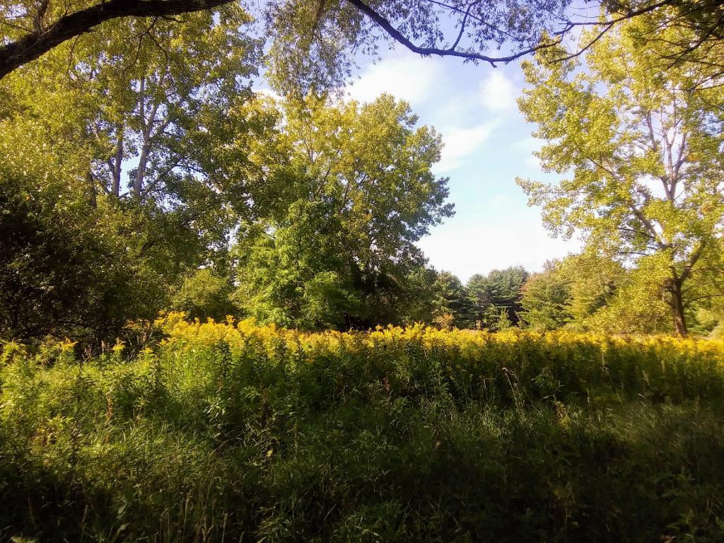 Photo: Golden Rod adds a lot of color to the September landscape