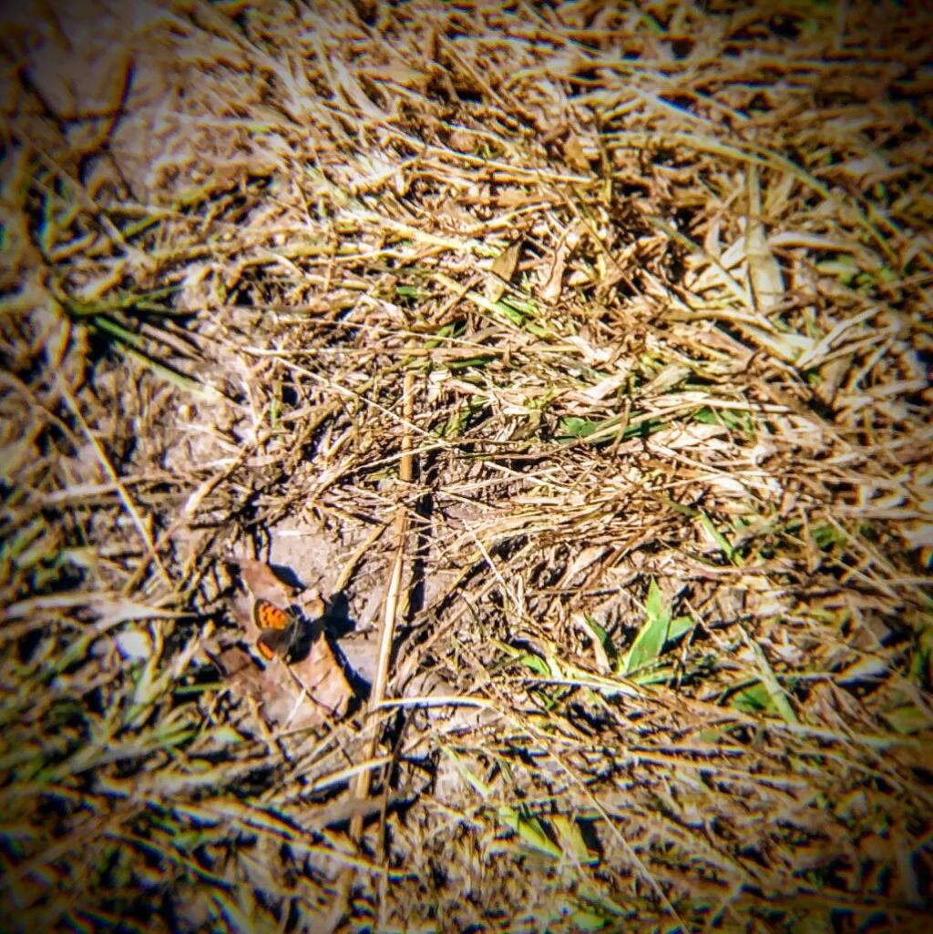 Photo: Butterfly 🦋 Photo: Butterfly 🦋