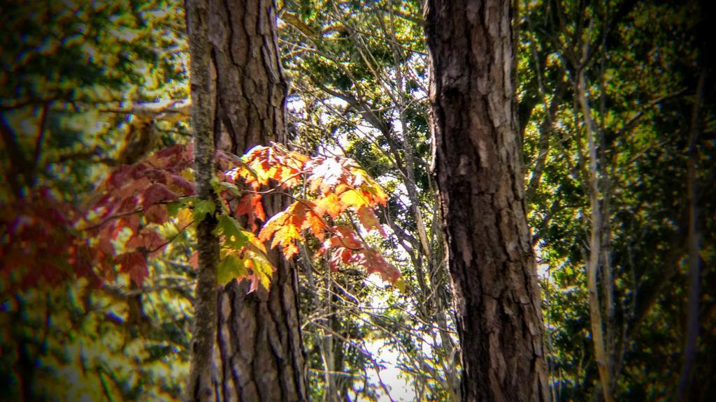 Photo: Autumn is coming Photo: Autumn is coming