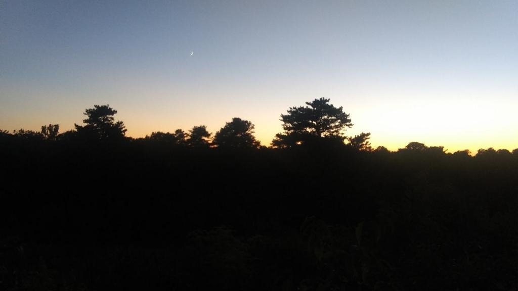 Photo: Dusk in the Albany Pine Bush