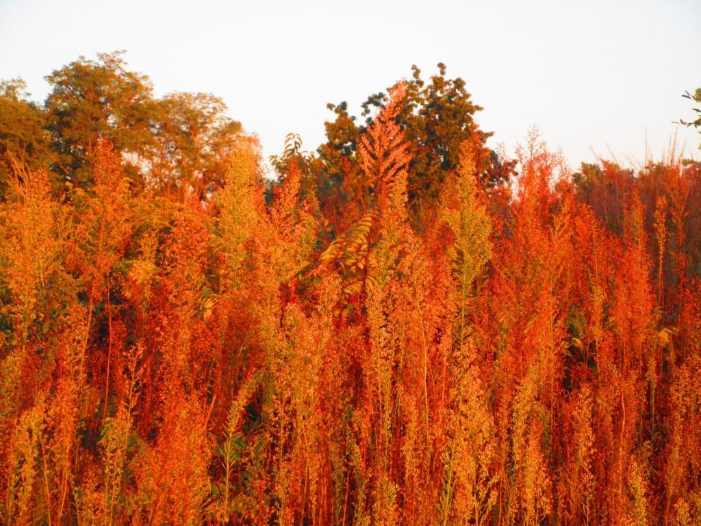 Photo: Grasses Photo: Grasses