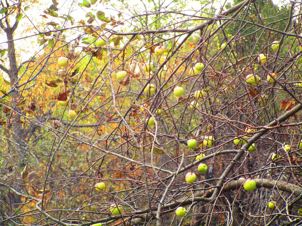 Photo: Apples Photo: Apples