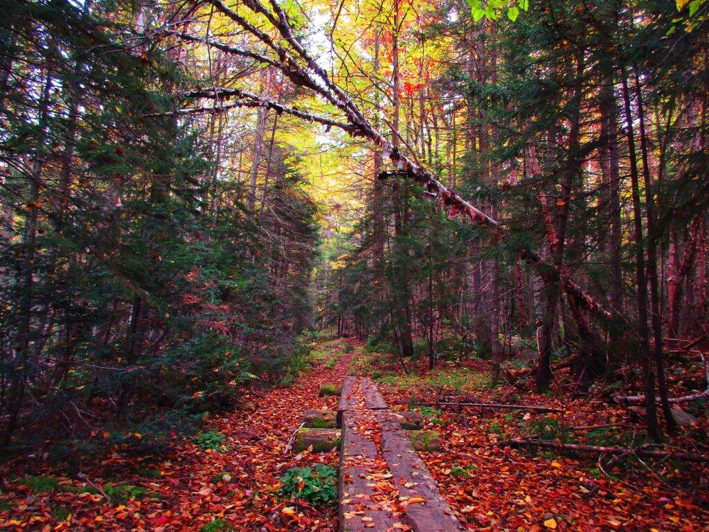 Photo: Boardwalk Photo: Boardwalk