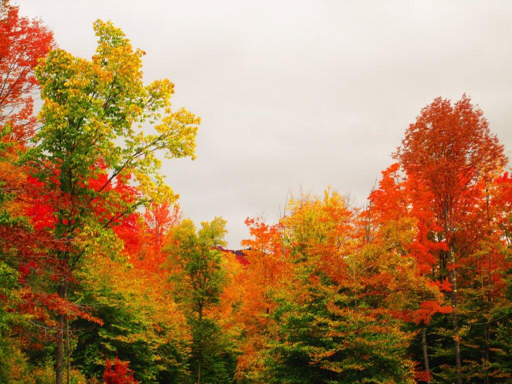 Photo: Even Rainy Days Are Nice In Autumn Photo: Even Rainy Days Are Nice In Autumn