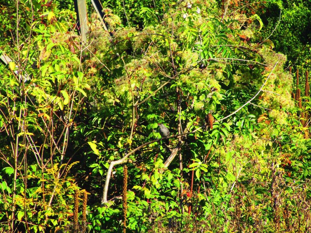 Photo: Catbird Photo: Catbird