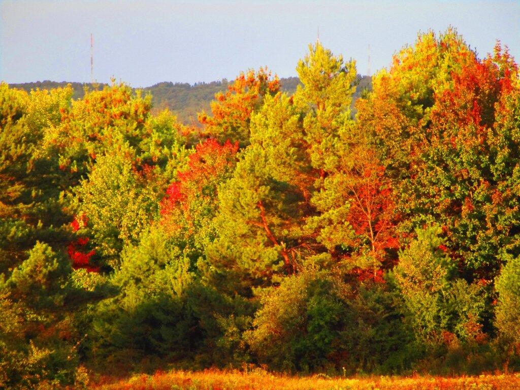 Photo: Start Of Autumn Colors Photo: Start Of Autumn Colors