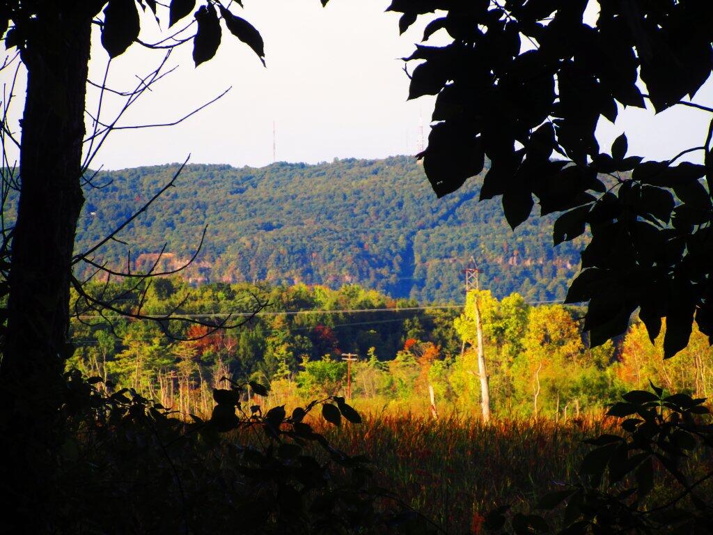 Photo: Thru The Trees Photo: Thru The Trees