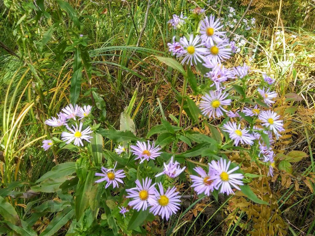 Photo: New England Asters 🌸 Photo: New England Asters 🌸