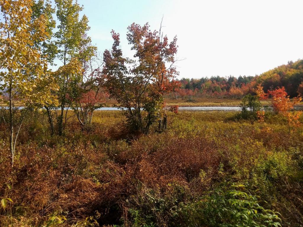 Photo: Colorful Marsh Photo: Colorful Marsh