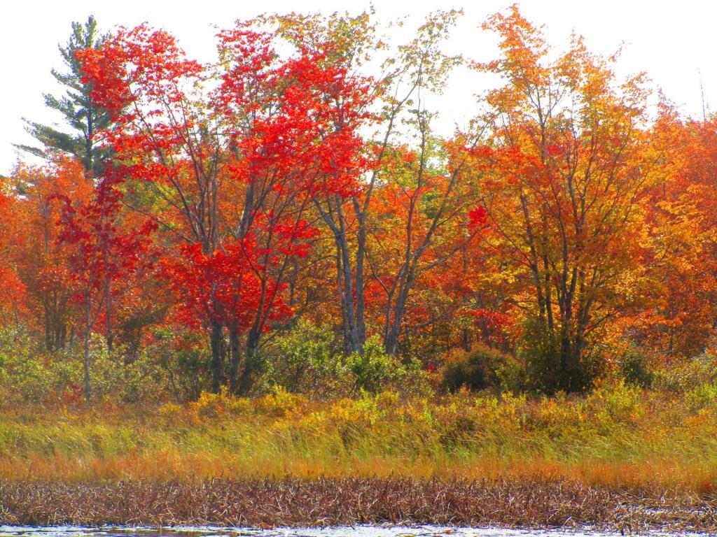 Photo: Red Maples