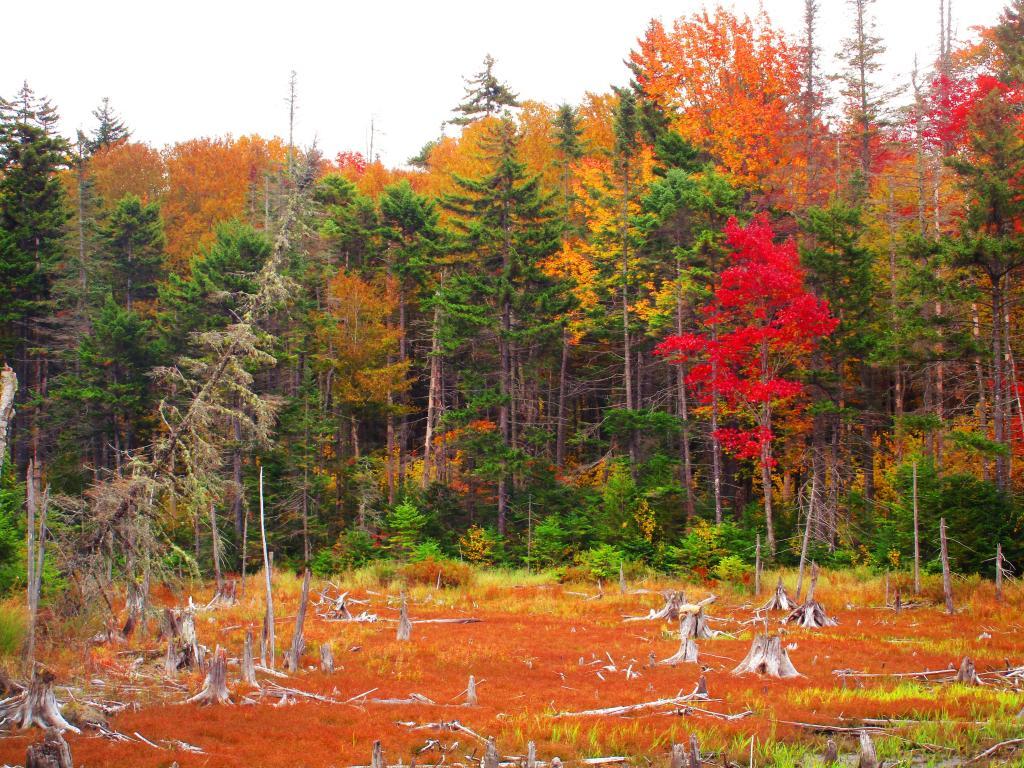 Photo: Wetland Along the French Louie Trail Photo: Wetland Along the French Louie Trail