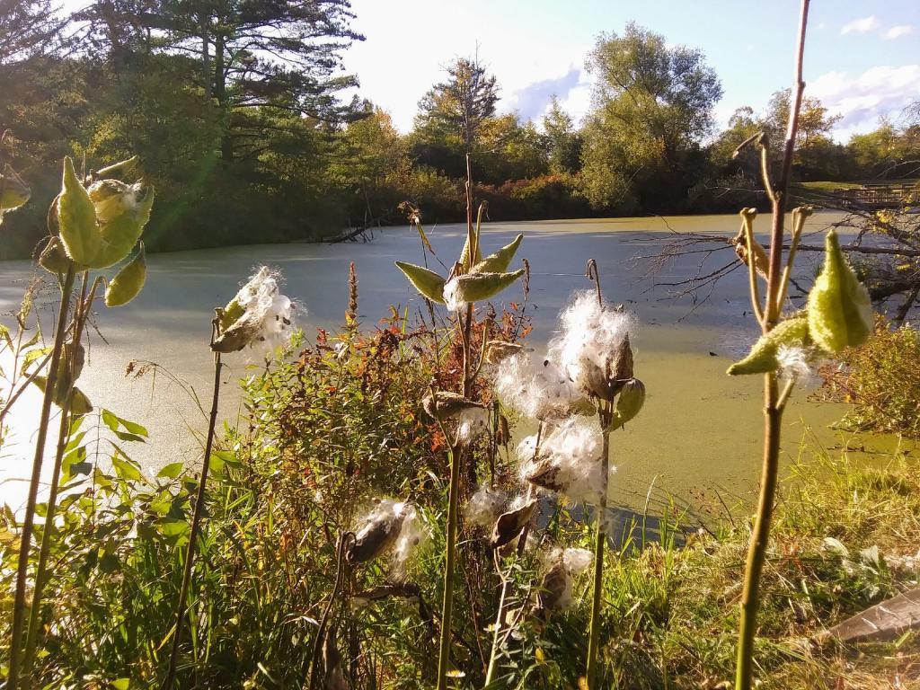 Photo: Puff balls Photo: Puff balls