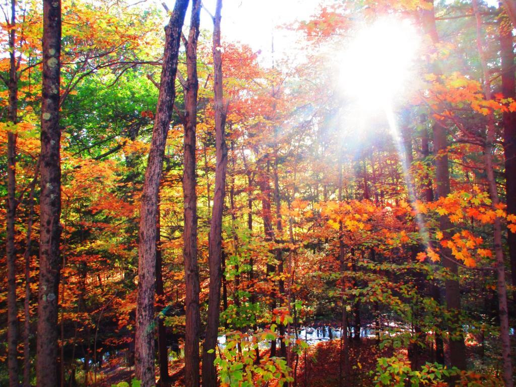Photo: Autumn Colors By the Vlomans Kill