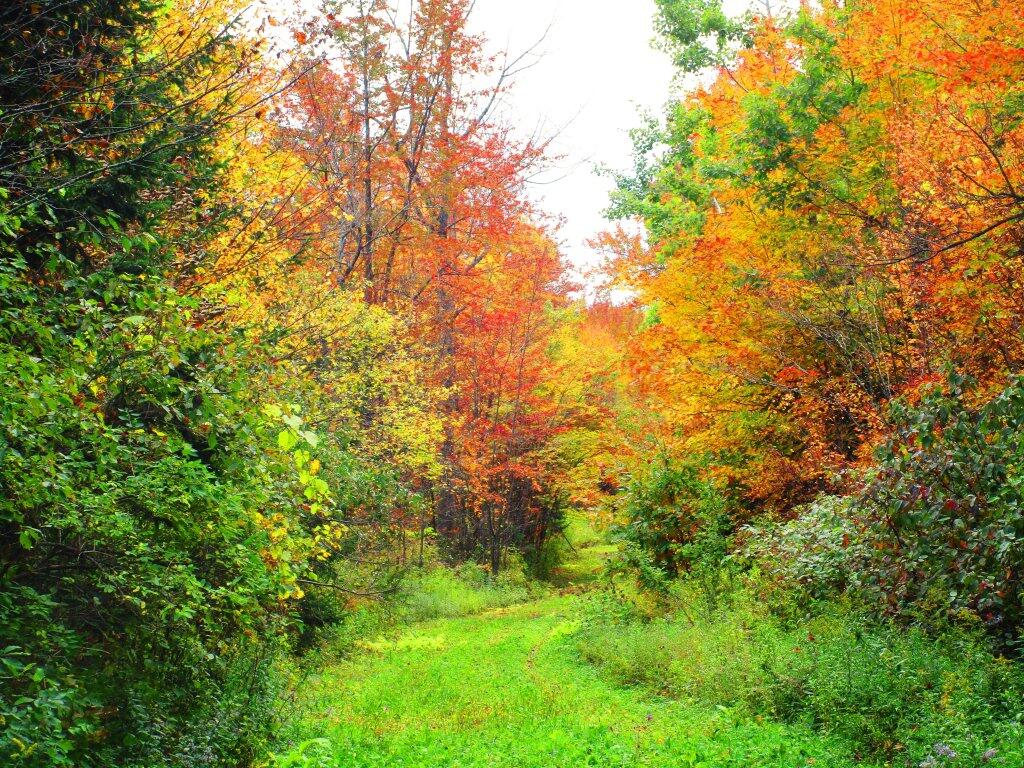 Photo: Nice Colors On Upper Beaver Road