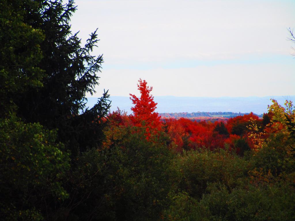 Photo: East from Bradt Hollow Road Photo: East from Bradt Hollow Road