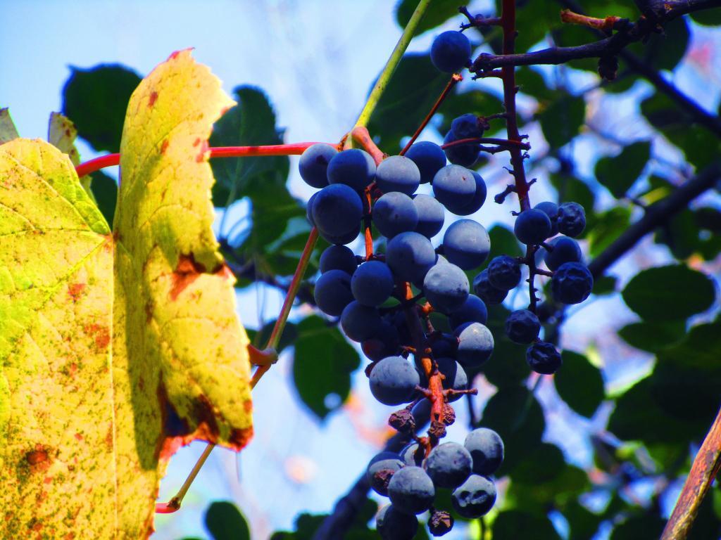 Photo: Wild Grape