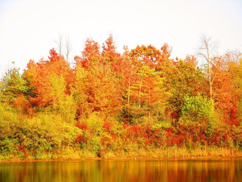 Photo: Pond Photo: Pond