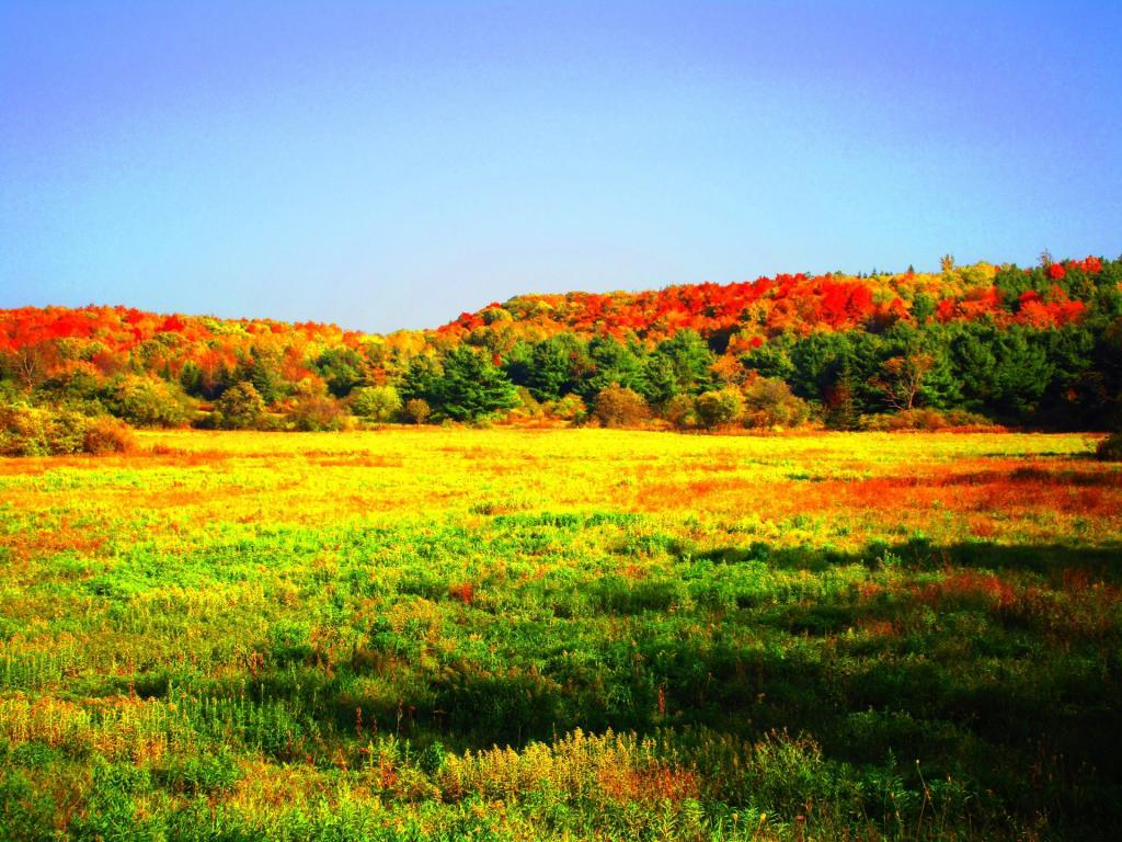 Photo: Field Photo: Field