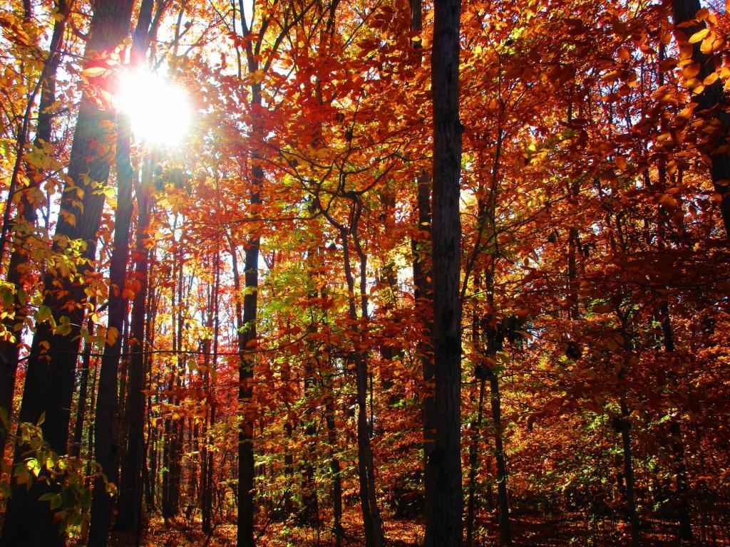 Photo: Autumn Reds