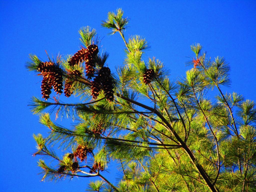 Photo: Pine Cones Photo: Pine Cones