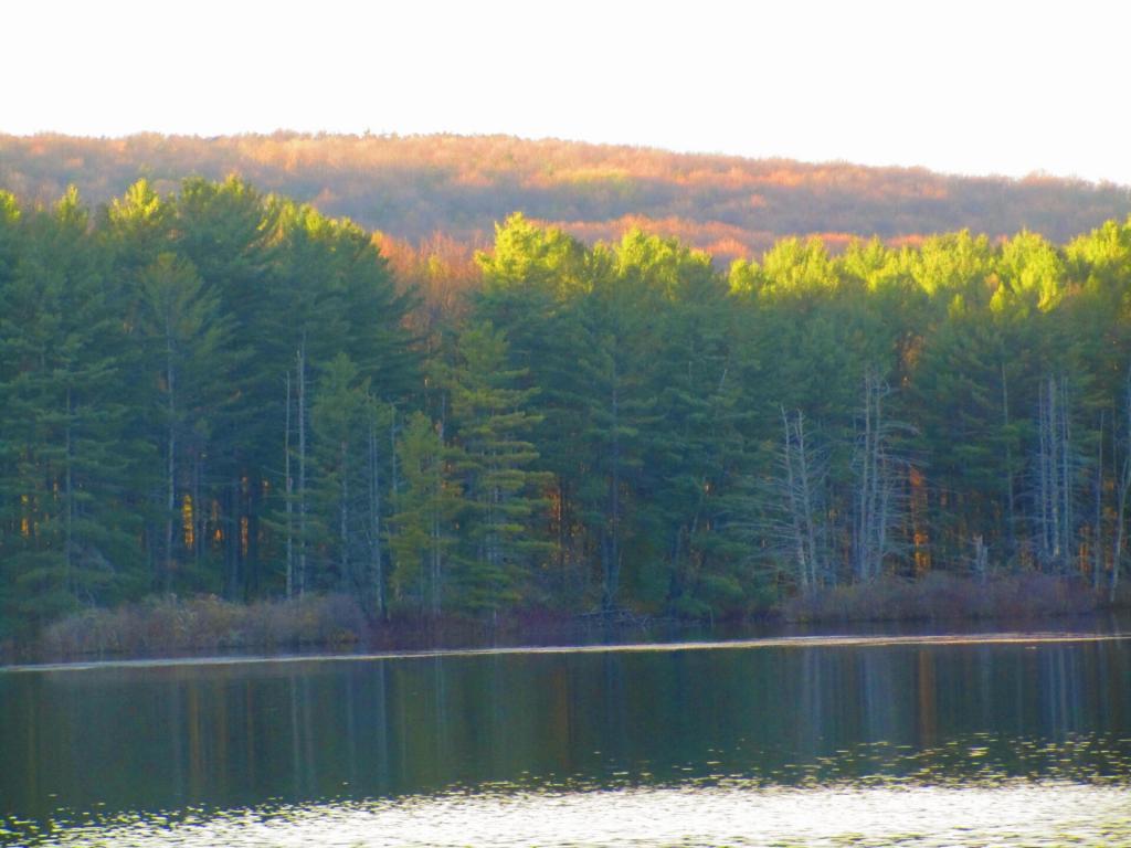 Photo: Evening down by the pond Photo: Evening down by the pond