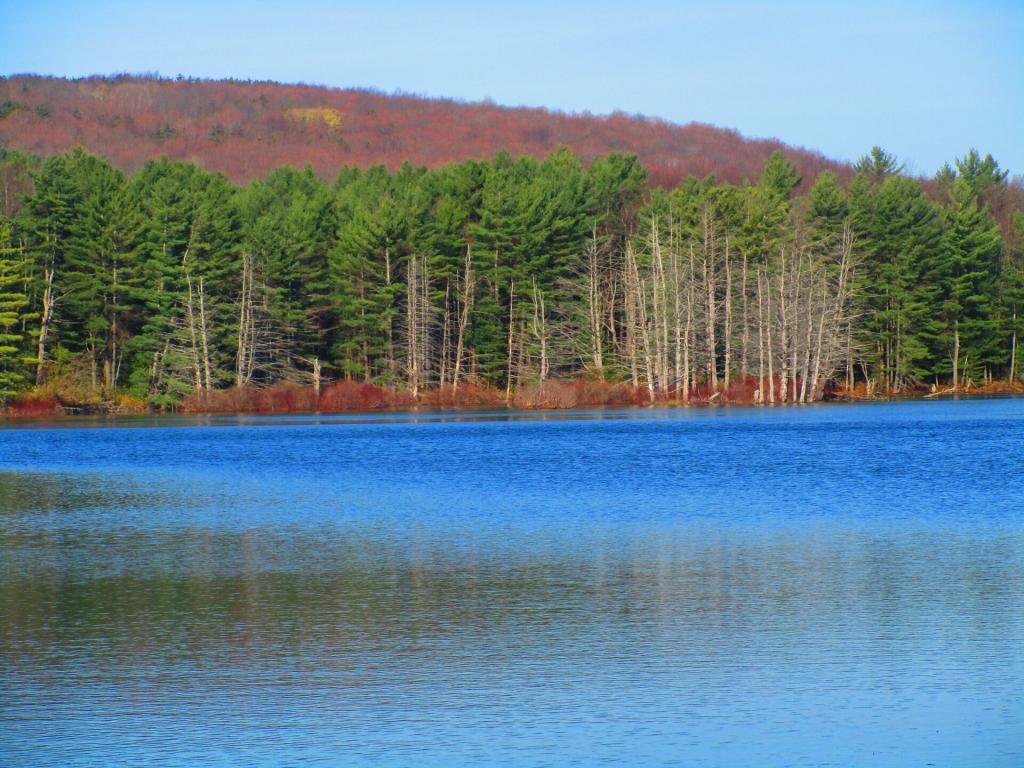 Photo: Sunny morning at Stoney Pond