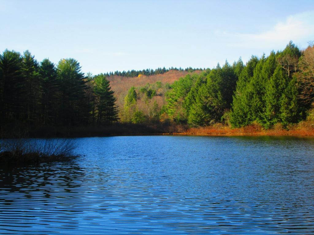 Photo: Another little wildlife pond near the main one