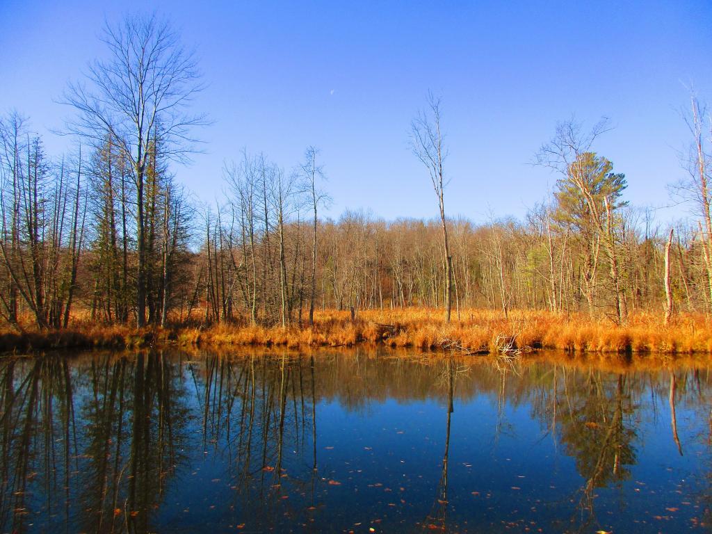 Photo: Wetlands Across the Canal