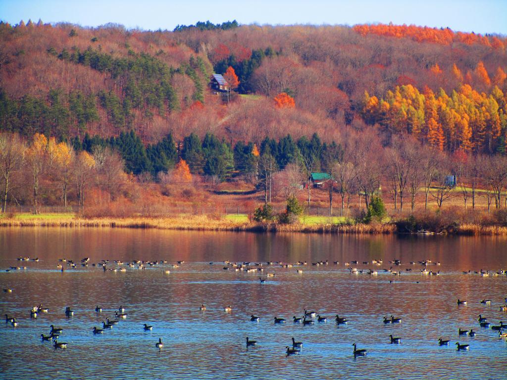 Photo: Lots of Geese on Woodsman Pond