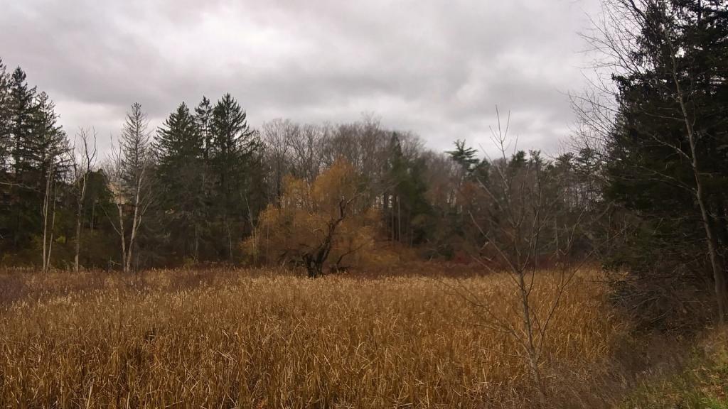 Photo: Gray November Day ☁️