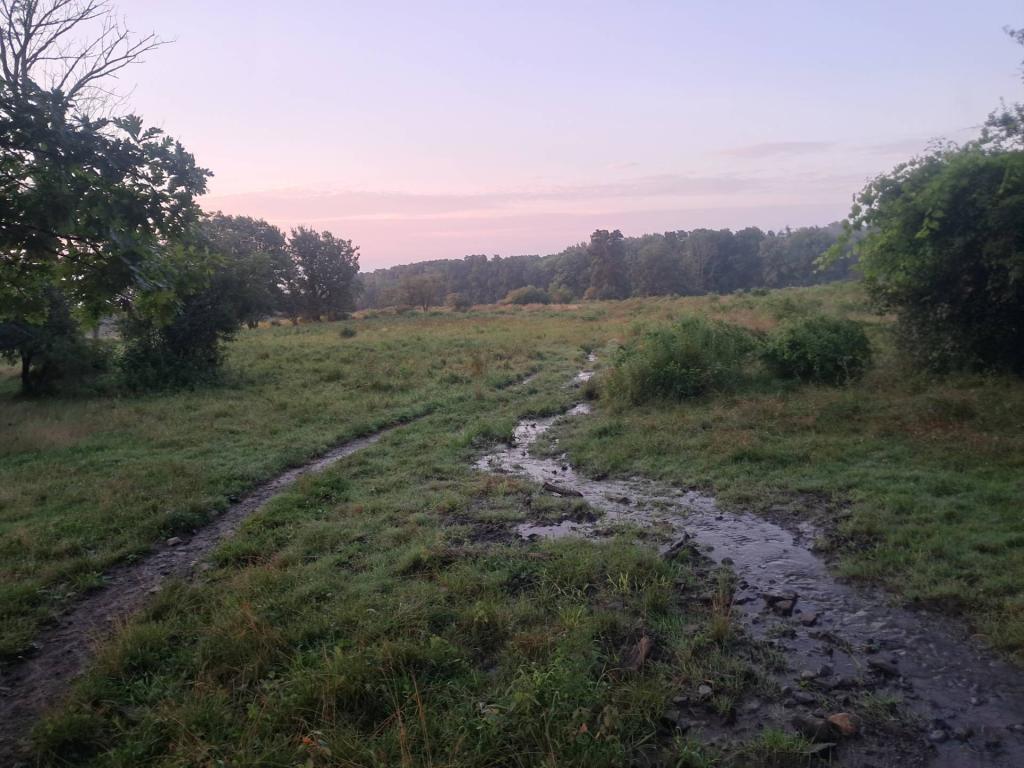 Photo: Cow path [Expires August 22 2026]