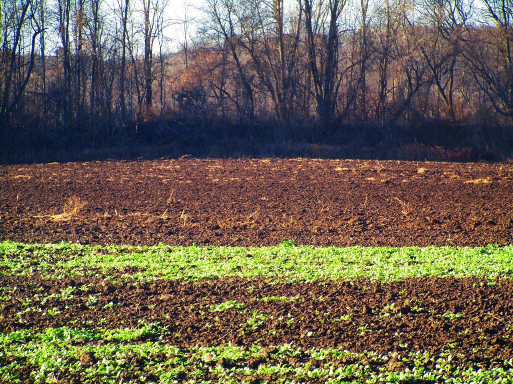 Photo: Cover Crop