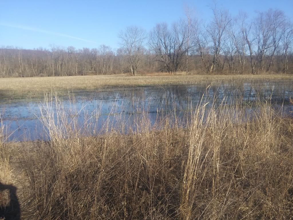 Photo: Before I took this photo there was a ton of wood ducks here Photo: Before I took this photo there was a ton of wood ducks here